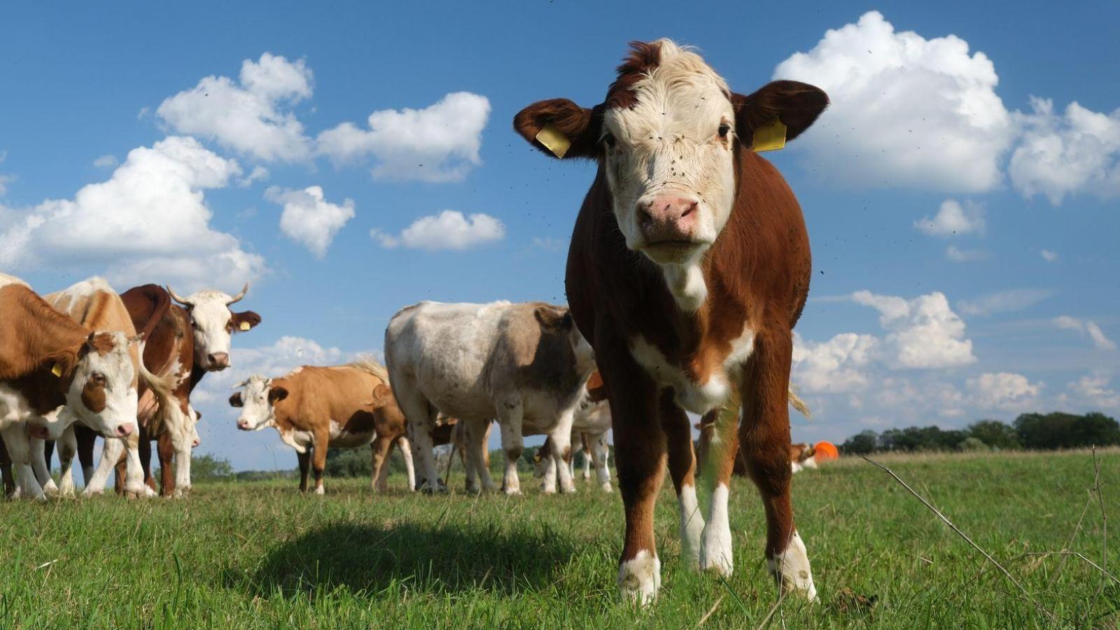 Landwirt wird in Brackenlohr von Rind lebensgefährlich verletzt | FLZ.de