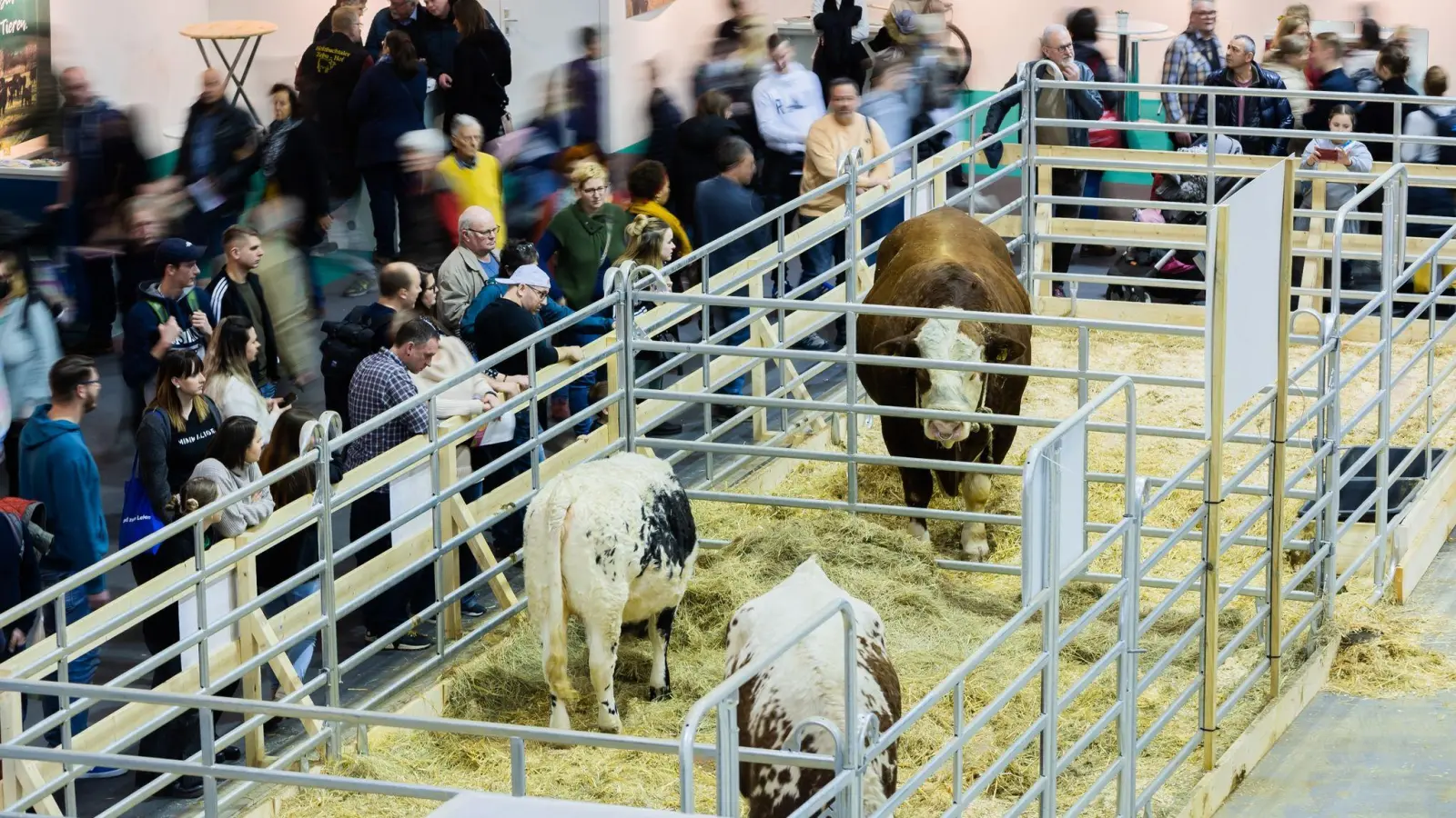 Besucher gehen am letzten Tag der Internationalen Grünen Woche durch die Tierhalle. (Foto: Christoph Soeder/dpa)