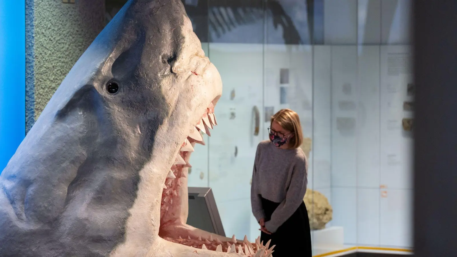 Der Urzeit-Hai Megalodon wurde lange als gigantische Version eines Weißen Hais angesehen. (Archivbild) (Foto: Marijan Murat/dpa)