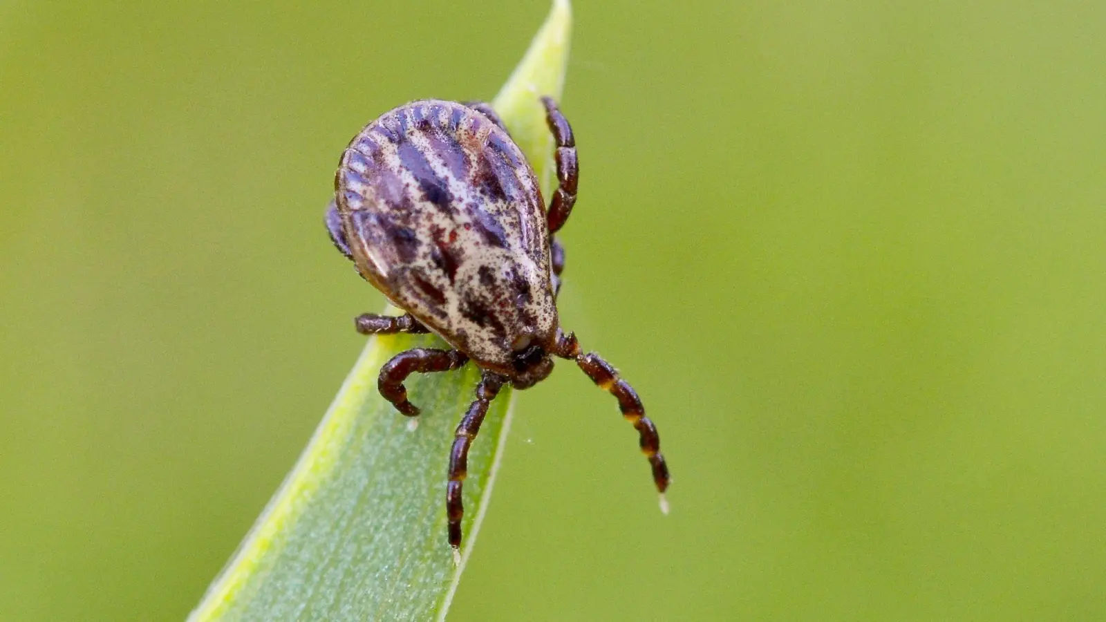 Zecken lauern in Gebüschen oder in hohem Gras und können Krankheiten wie Borreliose und FSME übertragen. (Foto: Patrick Pleul/dpa-Zentralbild/dpa-tmn)