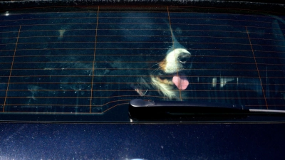 Achtung Hundebesitzer: Vierpföter sollten bei Hitze nicht im geschlossenen Auto bleiben. (Symbolbild) (Foto: Axel Heimken/dpa)