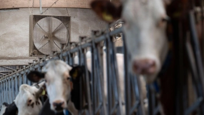 Aus Sicht des Milchindustrie-Verbands sprechen mehrere Faktoren für steigende Preise. (Archivbild) (Foto: Marijan Murat/dpa)