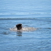 Wer Abkühlung am Wasser sucht, sollte möglichst nur an bewachten Badestellen schwimmen, seine Kräfte nicht überschätzen, auf Alkohol verzichten und Kinder immer im Auge behalten. (Archivbild) (Foto: Pia Bayer/dpa)