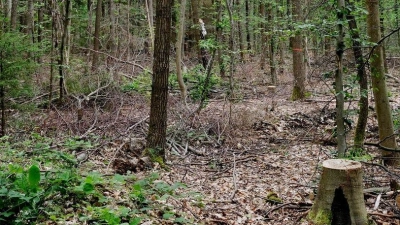 „Wir müssen die anfälligen, naturfernen Waldbestände zu naturnahen, klimafesten Mischwäldern entwickeln.“ (Foto: Sebastian Willnow/dpa)