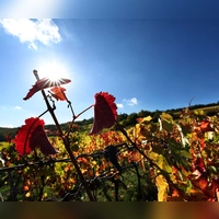 Der Herbst zeigt sich in Bayern vielerorts von seiner freundlichen Seite. (Foto: Karl-Josef Hildenbrand/dpa)