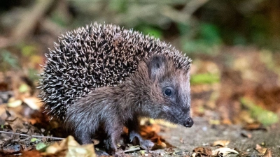 Igel können bei milden Temperaturen noch bis Ende Dezember unterwegs sein. (Foto: Jonas Walzberg/dpa)