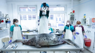 Das Robbensterben im vergangenen Herbst gibt weiter Rätsel auf. (Archivbild) (Foto: Stefan Sauer/dpa)