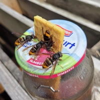 Vier Asiatische Hornissen wurden in Ippesheim fotografiert. Sie laben sich an der süßen Flüssigkeit im Locktopf. An ihrem schwarzen Vorderkörper und der gelborangen Farbe am Hinterteil sind sie deutlich zu erkennen. Insgesamt sind sie etwas kleiner als die deutschen Hornissen. (Foto: Günter Reisacher)
