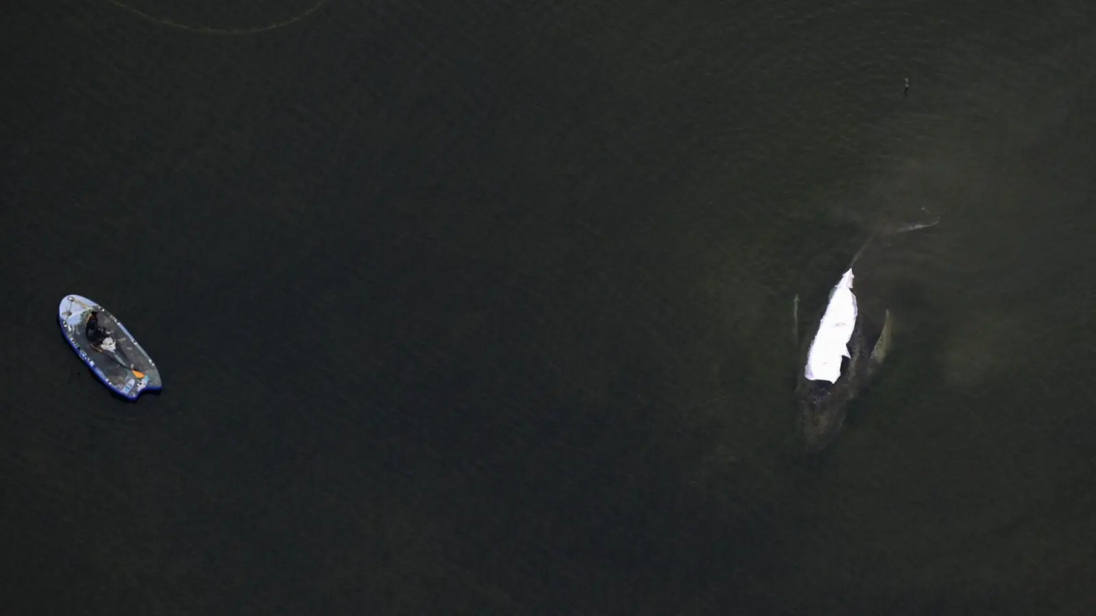 Der Rettungsversuch des in der Ostsee gestrandeten Buckelwals zieht sich in die Länge.  (Foto: Stefan Sauer/dpa)
