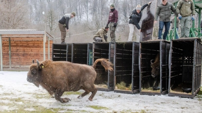 Schnell raus aus der Kiste - das Leben in Freiheit ist für die Tiere neu (Handoutbilder). (Foto: Emil Khalilov/Zoo Berlin/dpa)