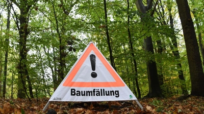 Beim Umdrücken rutschte die Buche am Hang ab und streifte dabei einen abgestorbenen Baum. (Symbolbild)  (Foto: Carmen Jaspersen/dpa)