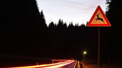 In der Nacht auf Donnerstag hat sich auf der Staatsstraße 2222 ein Wildunfall ereignet.  (Symbolbild: Jan Woitas/dpa)