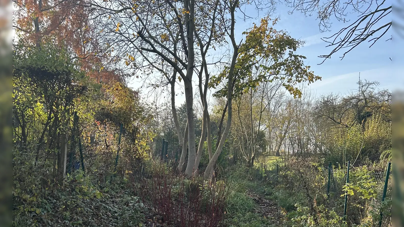 Noch gleicht das Areal hinter der Stadtmauer einer romantischen Wildnis. Das könnte sich nach den Planen aber grundlegend ändern. (Foto: Florian Pöhlmann)
