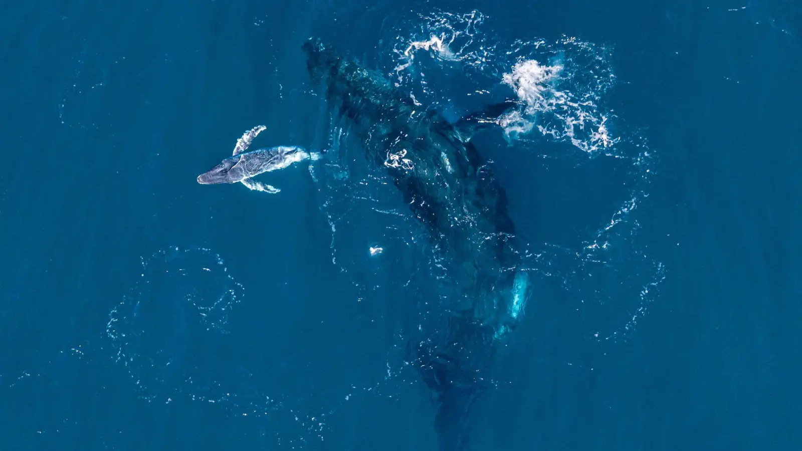 Experten halten die Drohnen-Aufnahmen für eine Weltpremiere.  (Foto: Alexander Forrest/Organisation for the Rescue and Research of Cetaceans in Australia (ORRCA)/dpa)