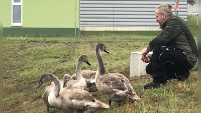 Der mit den Schwänen spricht: Tierpfleger Manuel Buck gelang es, die Jungtiere schnell aus ihrem bisherigen Refugium zu locken. (Foto: Florian Pöhlmann)