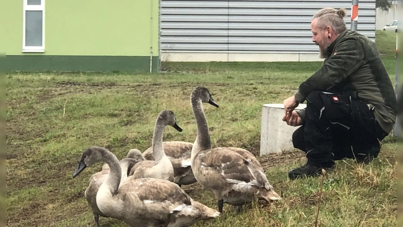 Der mit den Schwänen spricht: Tierpfleger Manuel Buck gelang es, die Jungtiere schnell aus ihrem bisherigen Refugium zu locken. (Foto: Florian Pöhlmann)