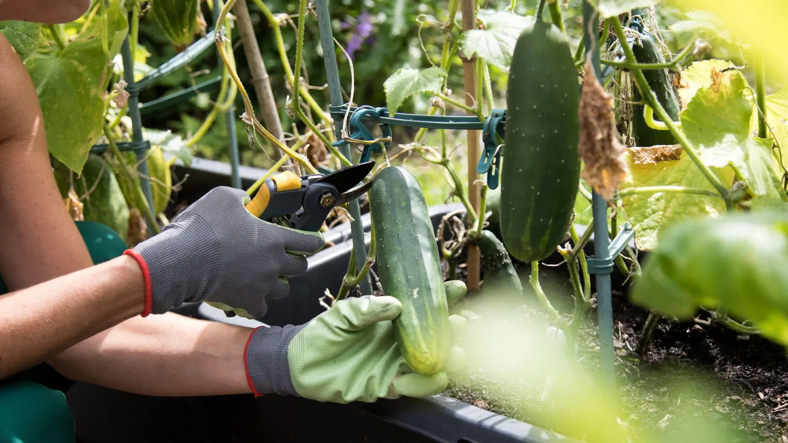 Nach der Ernte: Freie Flächen sollten möglichst bald wieder bepflanzt werden, damit der Boden fruchtbar bleibt. (Foto: Christin Klose/dpa-tmn)