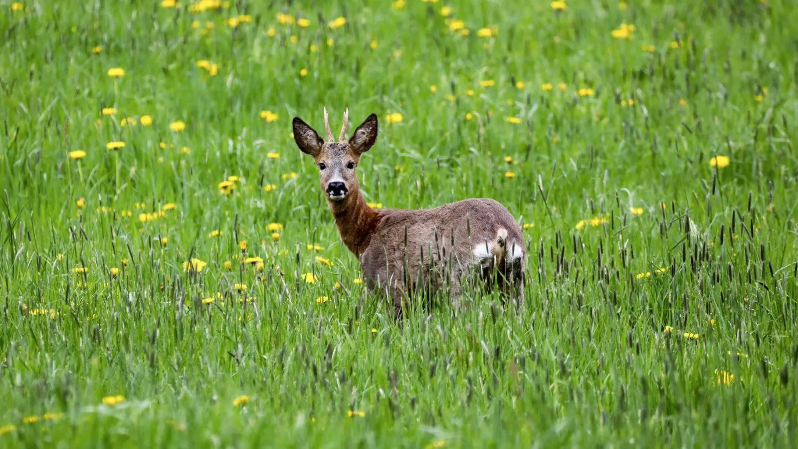 Ein Wilderer hat einen Rehbock erschossen. (Symbolbild) (Foto: Thomas Warnack/dpa)