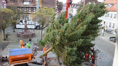 Alle Jahre wieder an Buß- und Bettag wird der Weihnachtsbaum am Marktplatz aufgestellt.  (Foto: Christa Frühwald)