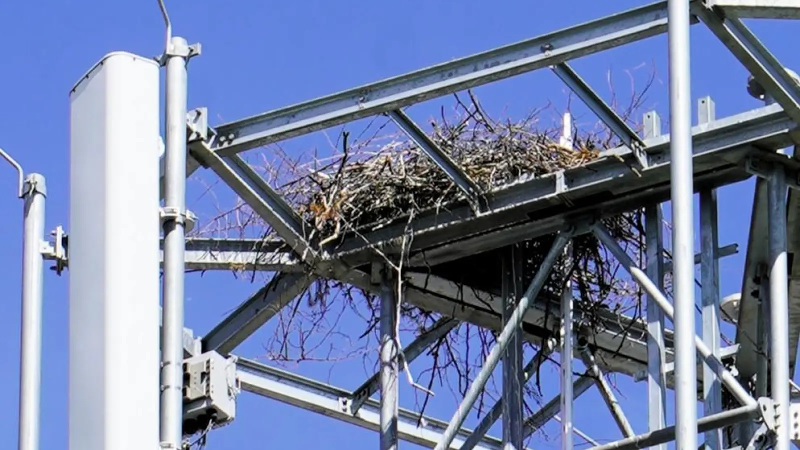 Auf dem Funkmast am südlichen Ortsrand hat der Storch aus zahlreichen Ästen und Zweigen sein Nest gebaut. (Foto: Simone Hedler)