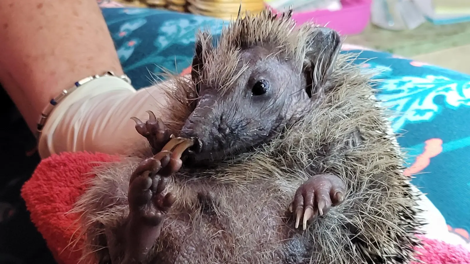 Igel Alf wird den Winter in der Obhut von Isolde Bratke verbringen. Milben haben ihm im Gesicht die Haare weggefressen. (Foto: Nina Daebel)