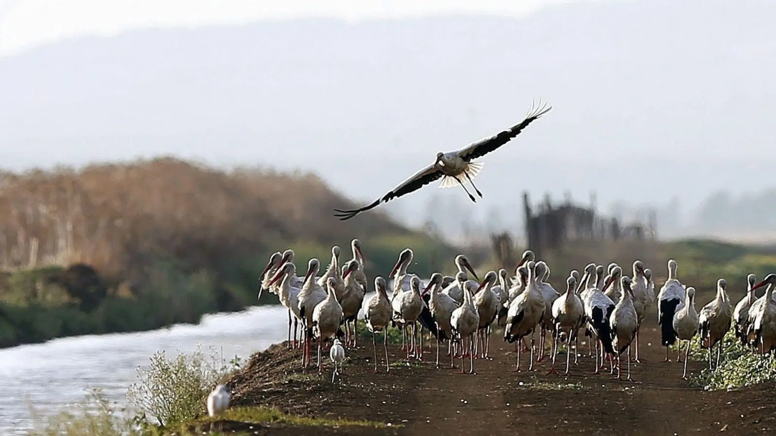 Südlich von Madrid sind rund 400 an der Vogelgrippe verendete Weißstörche geborgen worden. (Foto: J. J. Guillen/epa/dpa)