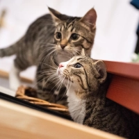 Katzengeschwister haben rund um die Uhr einen Artgenossen zum Spielen, Kuscheln und Putzen. (Foto: Franziska Gabbert/dpa-tmn)