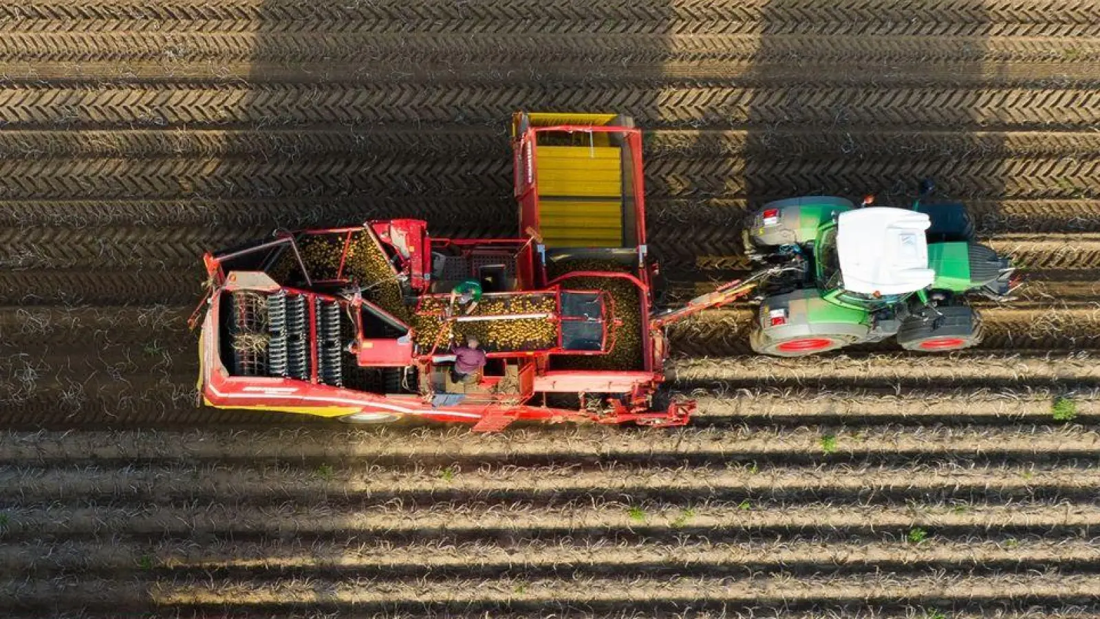 Landwirte ernten mit Rodern Kartoffeln auf einem Feld. (Foto: Philipp Schulze/dpa)