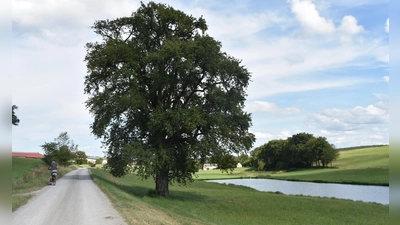 Unweit der Aurachquelle liegen Weiher. Der Stamm dieses Baums wurde schon mit Steinen verstärkt, damit er bleibt, wo er bleiben soll. (Foto: Ute Niephaus)