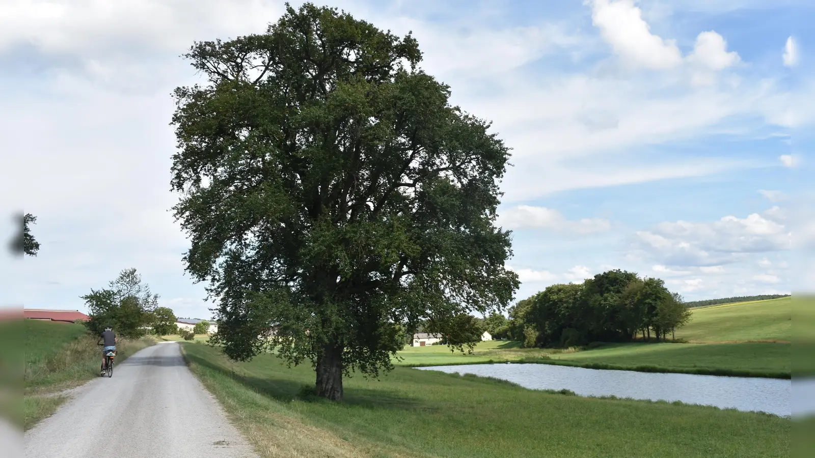 Unweit der Aurachquelle liegen Weiher. Der Stamm dieses Baums wurde schon mit Steinen verstärkt, damit er bleibt, wo er bleiben soll. (Foto: Ute Niephaus)