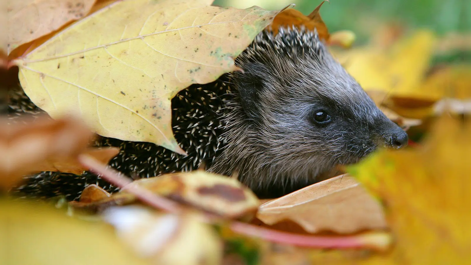 Schutz und Wärme: Igel nutzen Laubhaufen gern als Versteck. (Foto: Patrick Pleul/dpa/dpa-tmn)