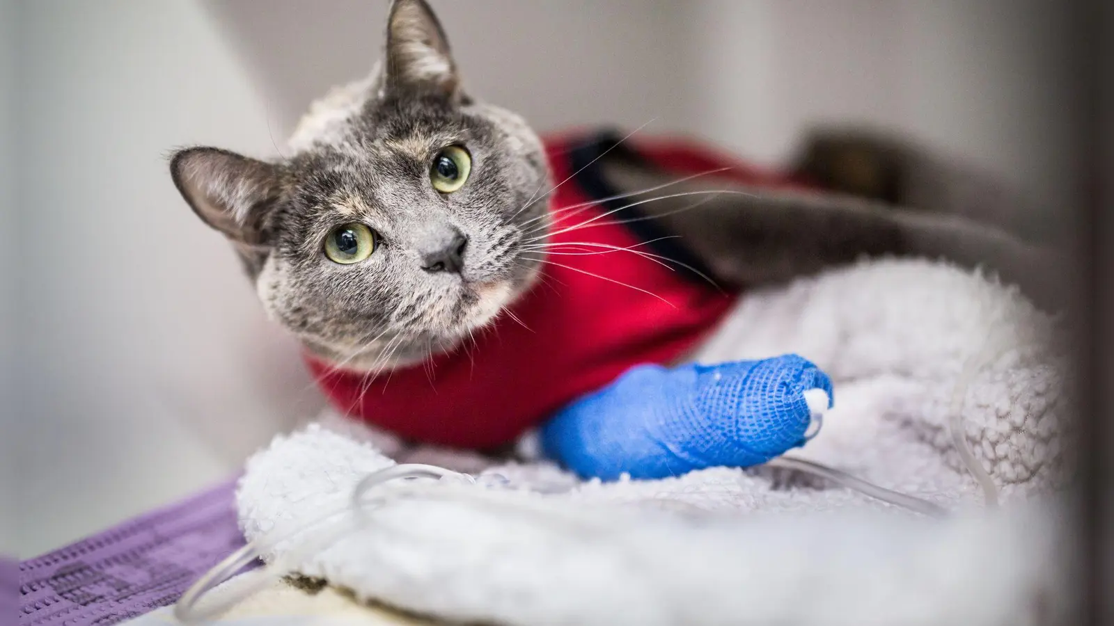 Wird eine verletzte Katze aufgefunden und vom Tierarzt versorgt, muss der Halter oder die Halterin auch die Kosten der Behandlung übernehmen. (Foto: Frank Rumpenhorst/dpa-tmn)