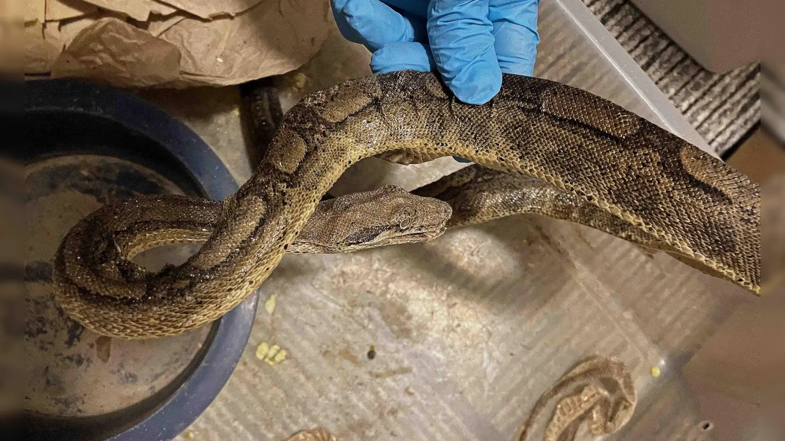 Die Schlangen waren ausgetrocknet und mit Parasiten infiziert (Foto: --/Stadt Stuttgart/dpa)