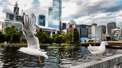 Seit mehreren Jahren grassiert die größte je dokumentierte Vogelgrippewelle. Nun fürchtet Australien um seine Tiere. (Archivbild) (Foto: picture alliance / Filip Singer/EPA/dpa)