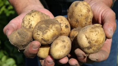 Die Kartoffelernte lässt sich lange lagern - sogar direkt im Garten. (Foto: Bernd Wüstneck/dpa-Zentralbild/dpa-tmn)