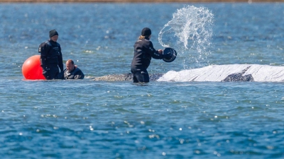 Helfer schütten Wasser auf den Rücken des Tieres. (Foto: Jens Büttner/dpa)