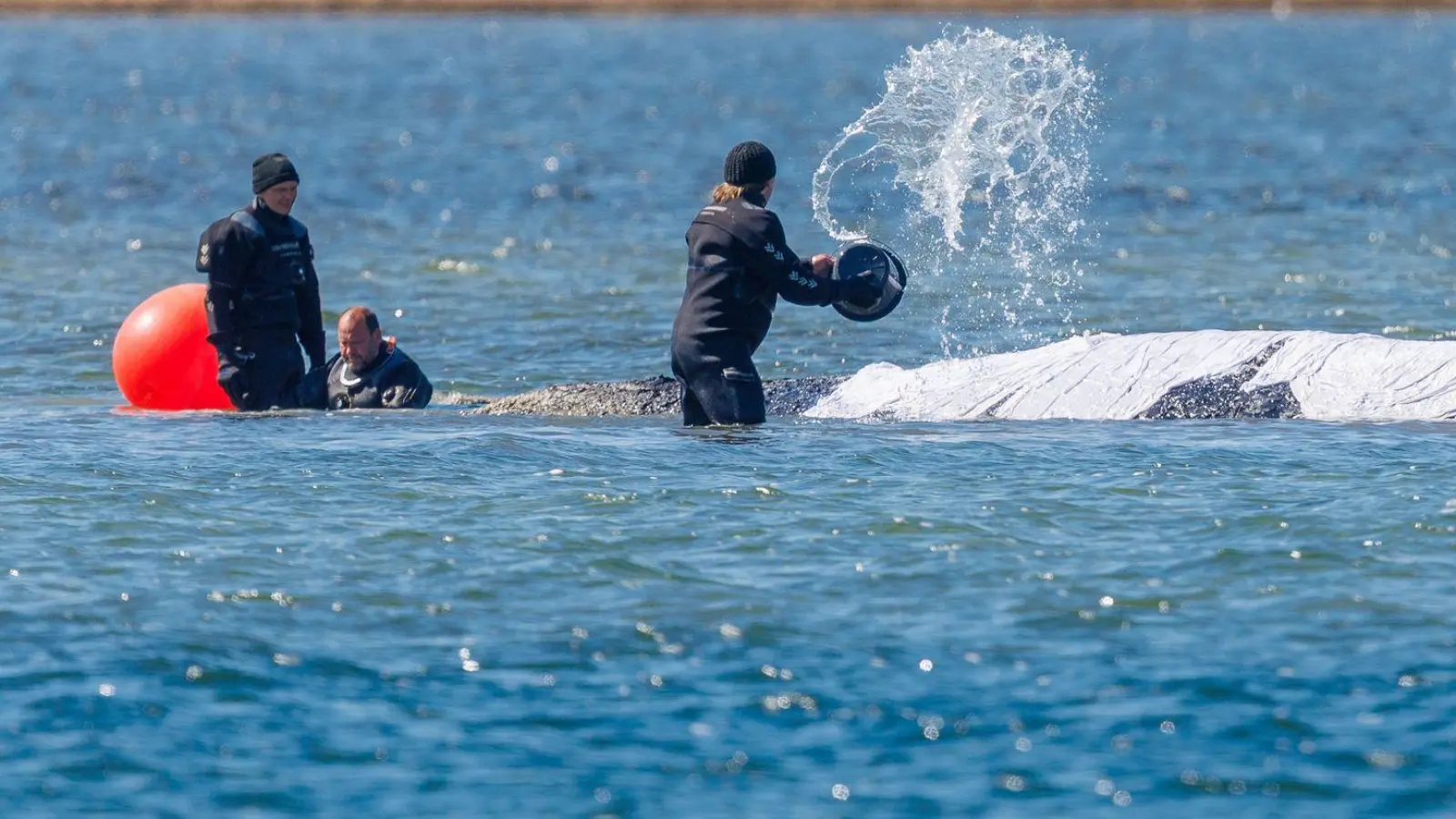 Helfer schütten Wasser auf den Rücken des Tieres. (Foto: Jens Büttner/dpa)