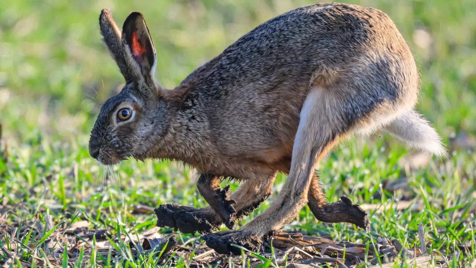 Brandenburg: ein Feldhase hoppelt am frühen Morgen über einen Acker. (Foto: Patrick Pleul/dpa)