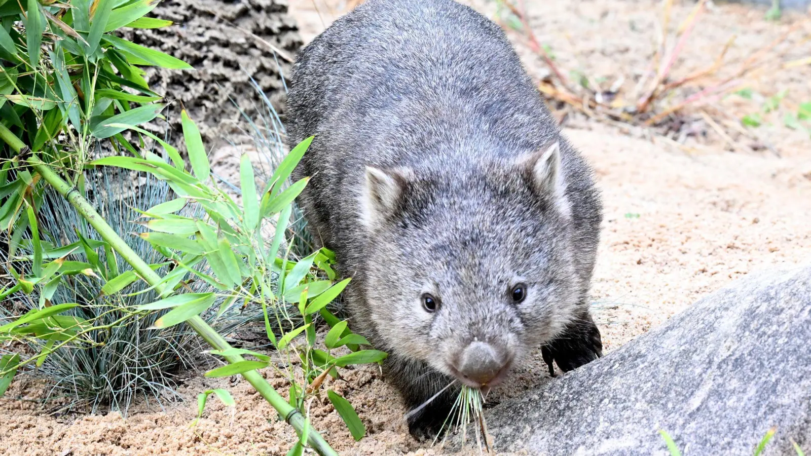 Das Wombat-Baby könnte bei der Aktion verletzt worden sein. (Symbolbild) (Foto: Franziska Kraufmann/dpa)