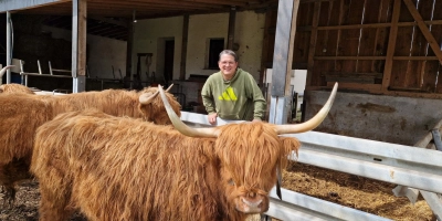 Hochlandrinder mitten in Oberampfrach. (Foto: Friedrich Strohmeier)