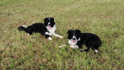 Charly (rechts) und Letti. (Foto: Christine Berger)