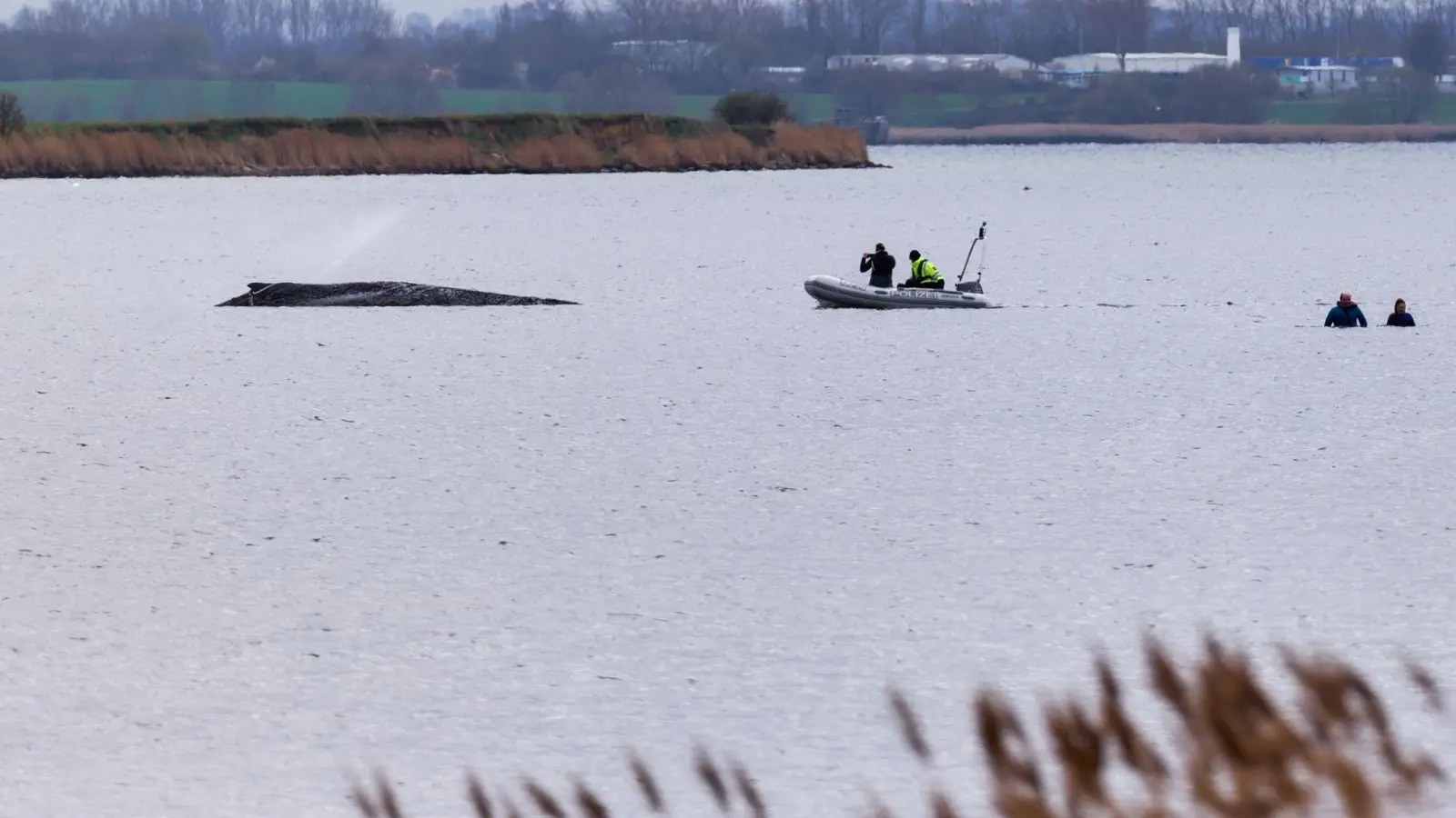 Um die Austrocknung der Haut zu verhindern, befeuchtet die Feuerwehr den Wal.  (Foto: Marcus Golejewski/dpa)