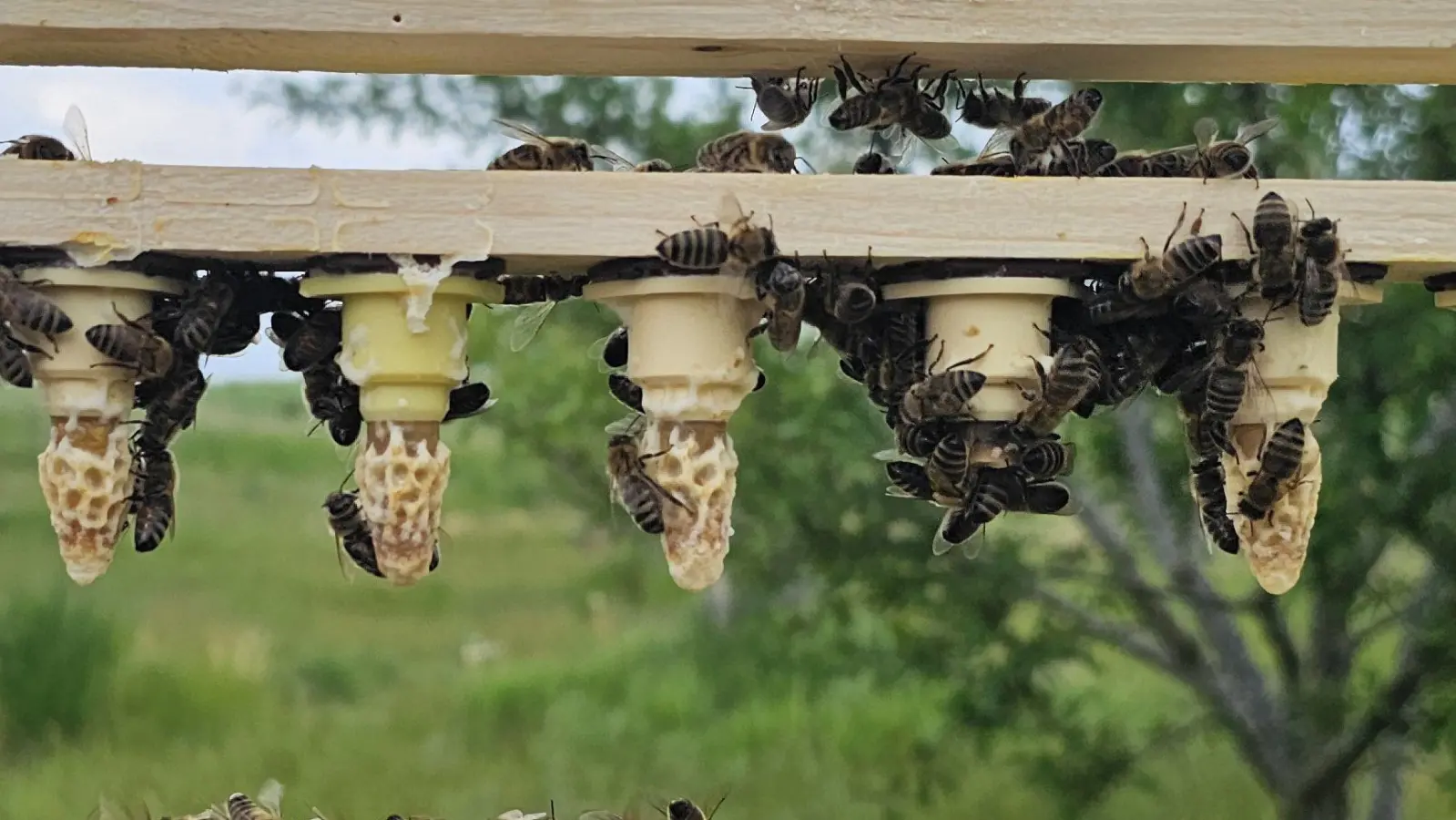 In den Weißelzellen, also Königinnenzellen, wachsen die Jungköniginnen heran. Während ihrer Entwicklung werden sie von Ammenbienen intensiv gepflegt und mit Gelée Royale gefüttert. (Foto: Marcel Budaker)