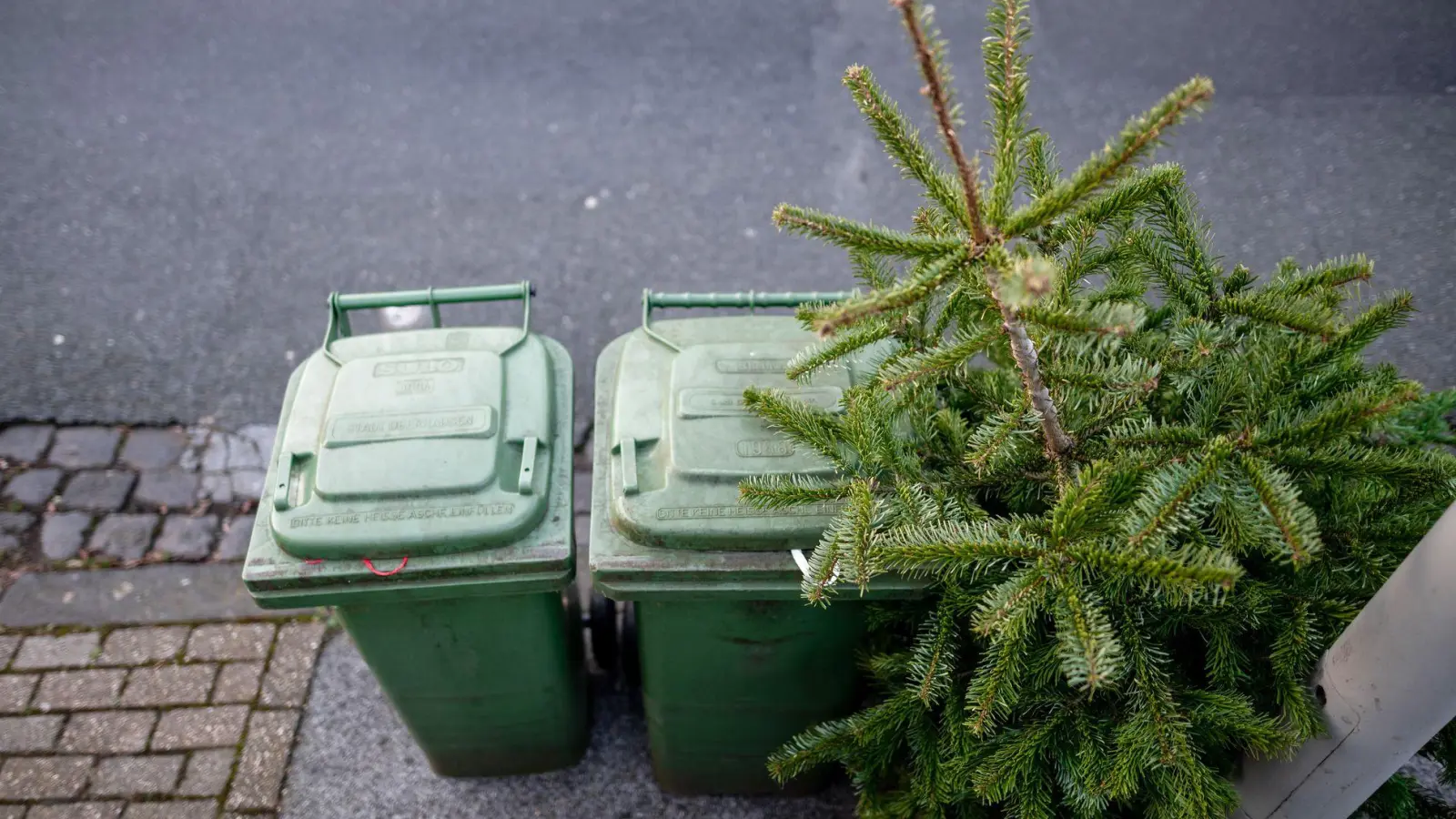 Weihnachtsbäume sollten weder im Ofen verbrannt noch an Haustiere verfüttert werden. (Foto: Fabian Strauch/dpa/dpa-tmn)