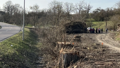 Die Rodung der Pappeln am Ortsausgang sorgt weiterhin für Diskussionen. Mitglieder des Marktgemeinderats sparten deswegen nicht mit Kritik an Bürgermeister und Verwaltung. (Foto: Yvonne Neckermann)
