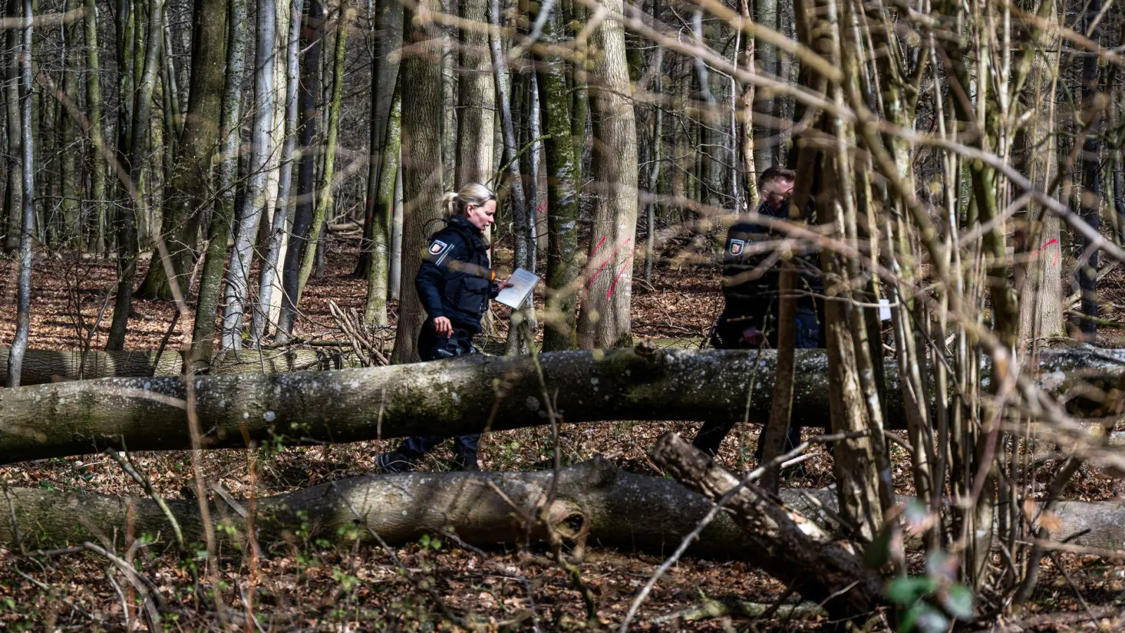 Durch einen umgestürzten Baum sind bei Flensburg drei Menschen ums Leben gekommen. (Foto: Benjamin Nolte/dpa)