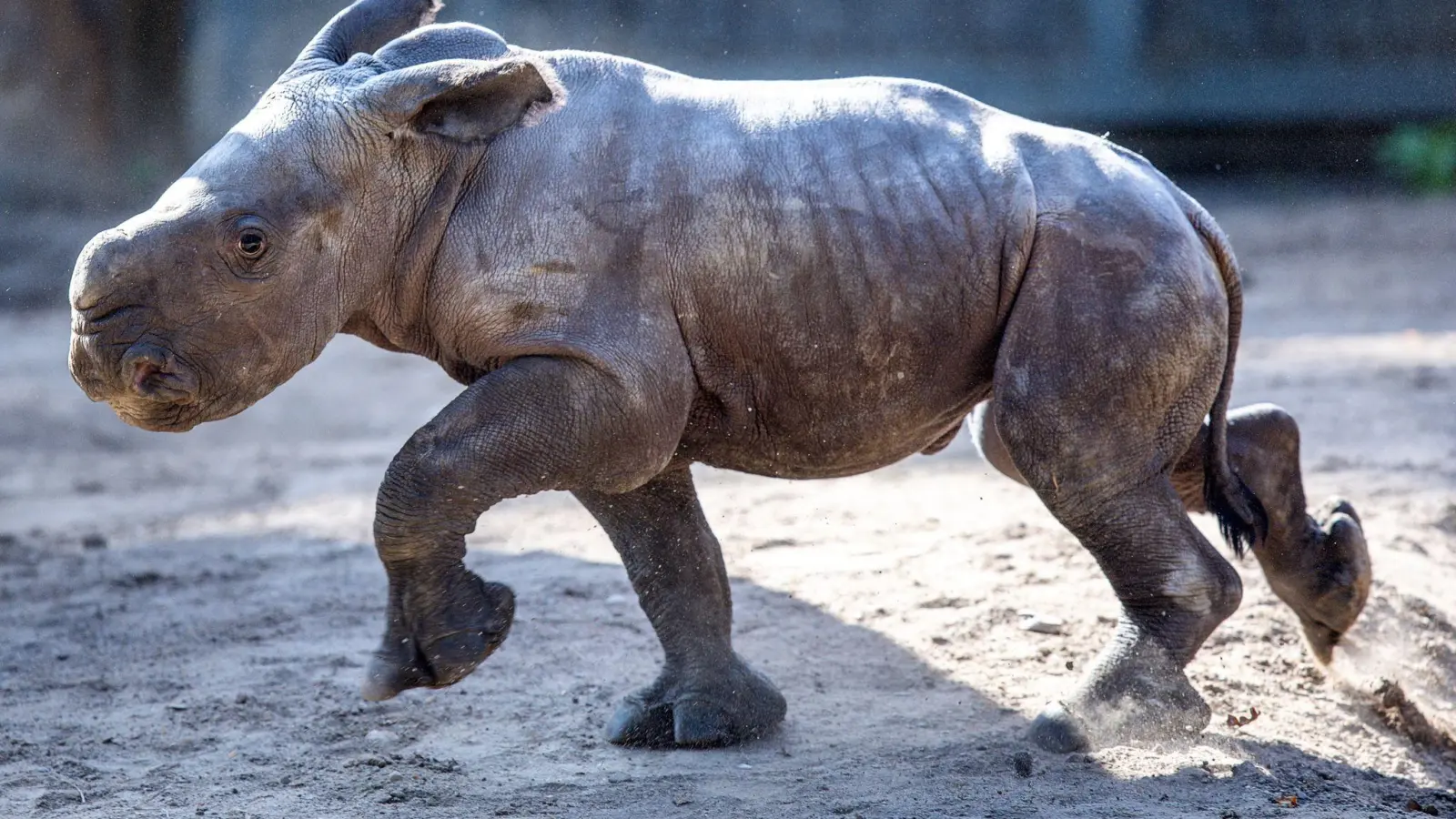 Das erst wenige Tage alte weibliches Nashornbaby erkundet erstmals die Außenanlagen im Schweriner Zoo. (Foto: Jens Büttner/dpa)