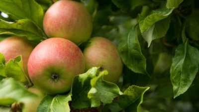 Äpfel - in der Betuwe werden viele Sorten des Kernobstes kultiviert. Sehenswert ist die Region zur Blüte - aber auch zur Erntezeit im Herbst. (Foto: Christin Klose/dpa-tmn)