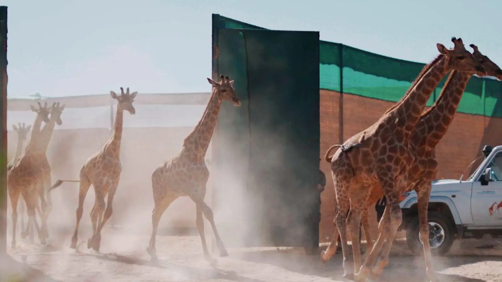 Giraffen im Iona-Nationalpark in Angola. (Foto: -/Giraffe Conservation Group/dpa)