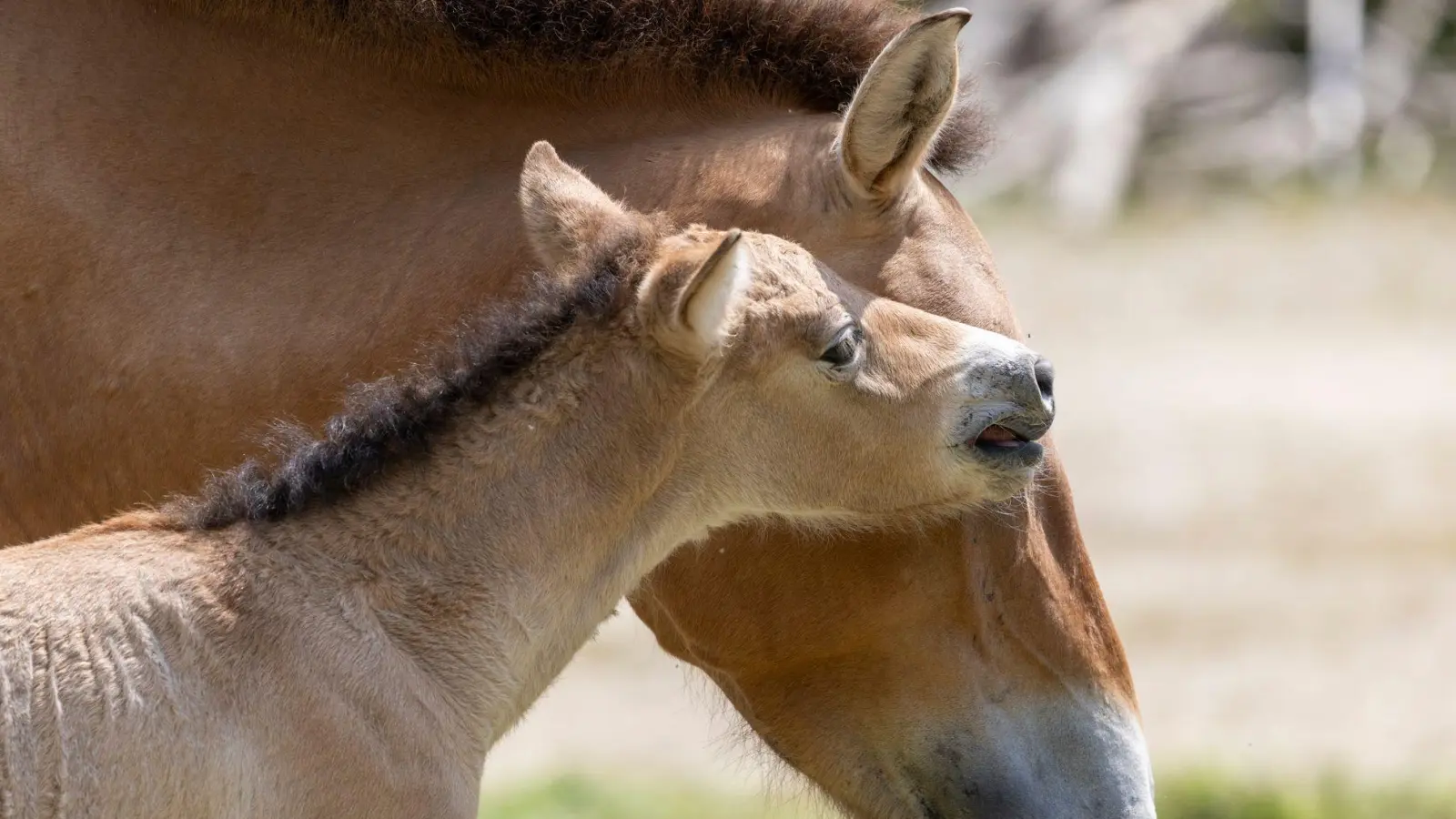 Bei dem Fohlen handelt es sich laut Tierpark um einen kleinen Hengst.  (Foto: Julien Huber/Tierpark Hellabrunn/dpa)